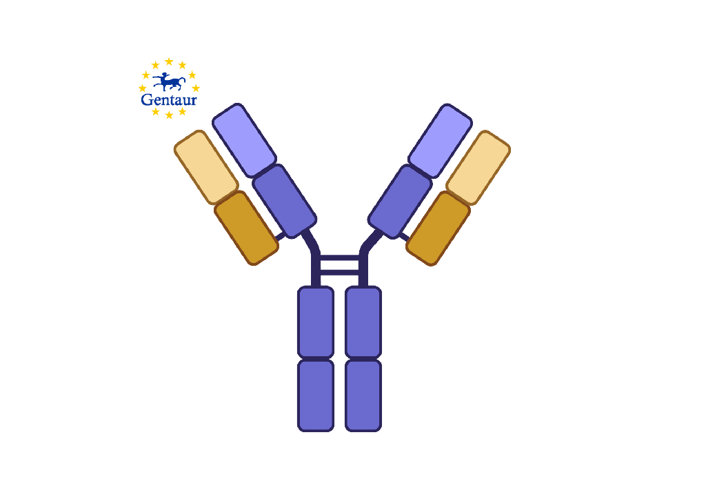 [GEN - PAB77963-1] Anticorpo anti-APOC2